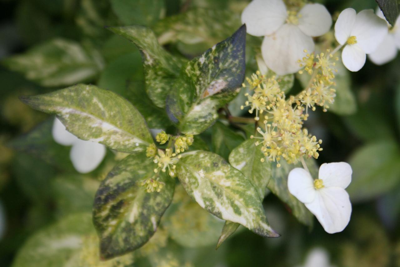 Hydrangea luteovenosa-8-