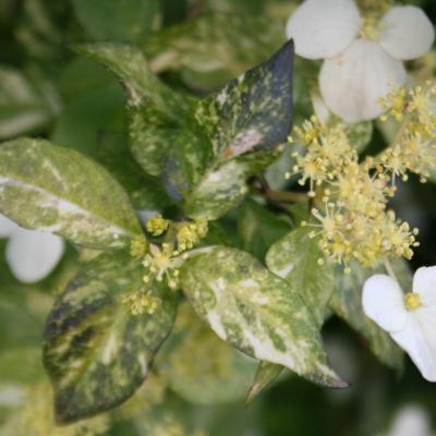 Hydrangea luteovenosa-8-