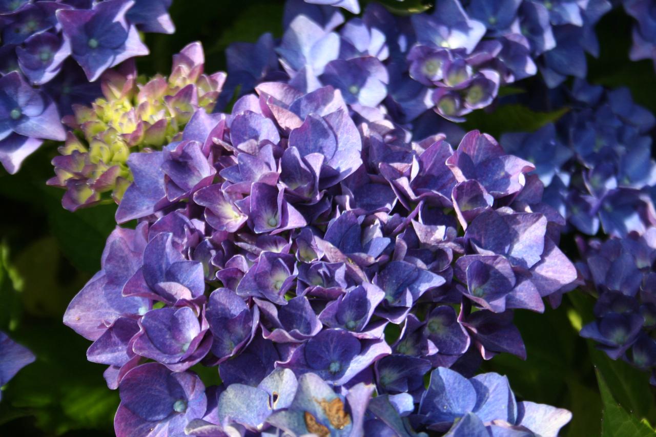 Hydrangea macrophylla 'AB Green Shadow'-8-