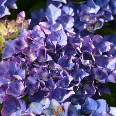 Hydrangea macrophylla 'AB Green Shadow'-8-