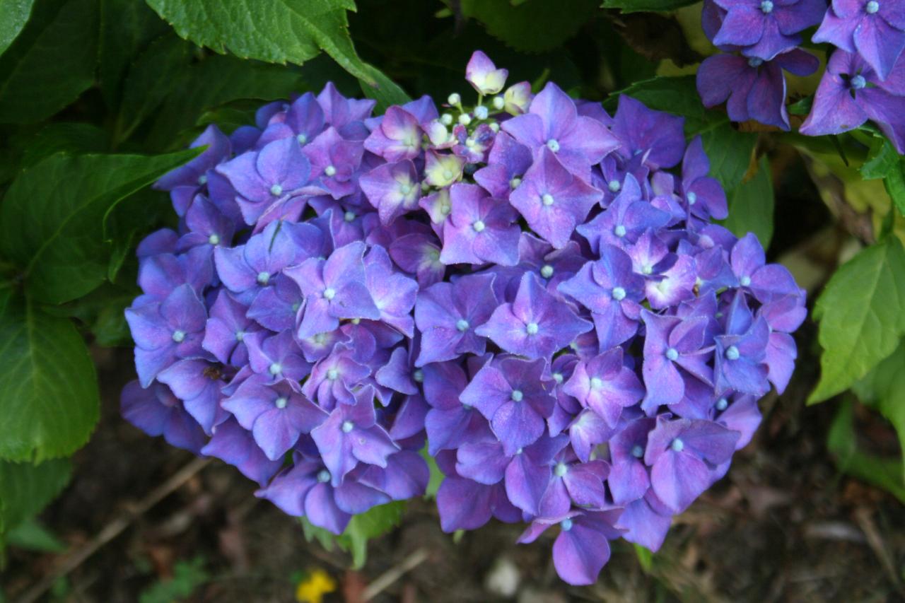 Hydrangea macrophylla 'Ami Pasquier'-3