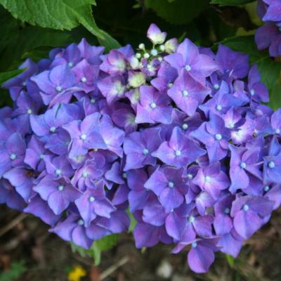 Hydrangea macrophylla 'Ami Pasquier'-3