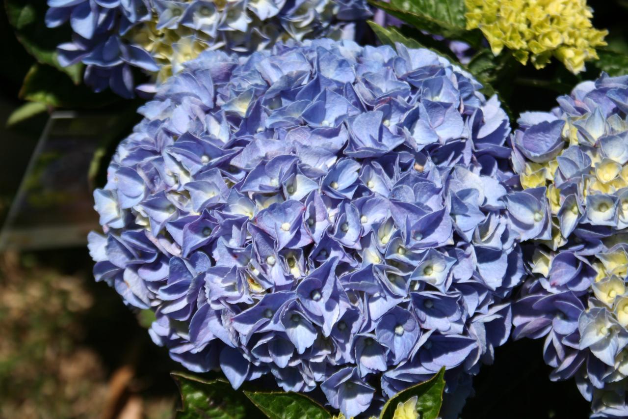 Hydrangea macrophylla 'Anda'®