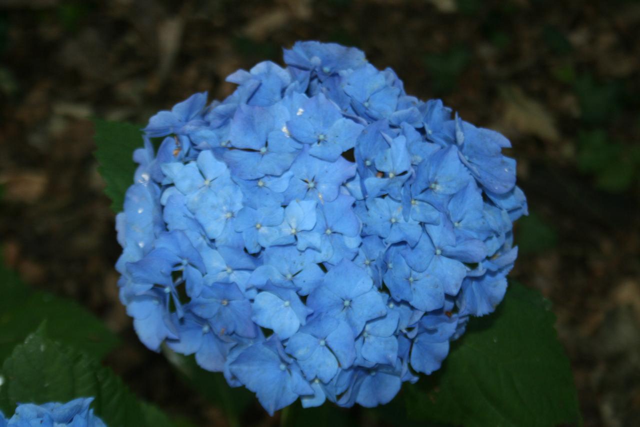 Hydrangea macrophylla 'Ankong'®-2-