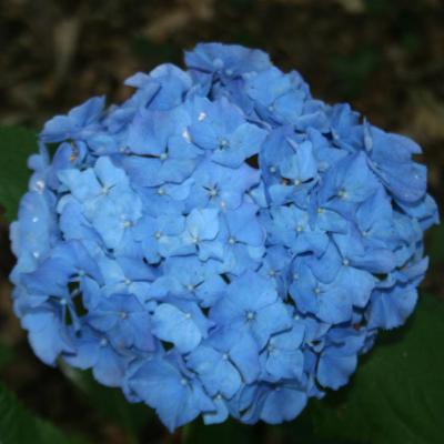 Hydrangea macrophylla 'Ankong'®-2-