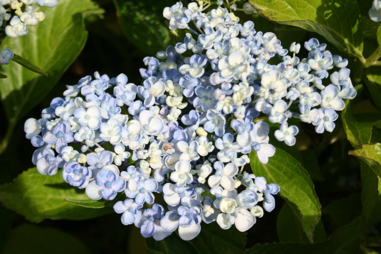 Hydrangea macrophylla 'Ayesha'-5-