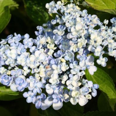 Hydrangea macrophylla 'Ayesha'-5-