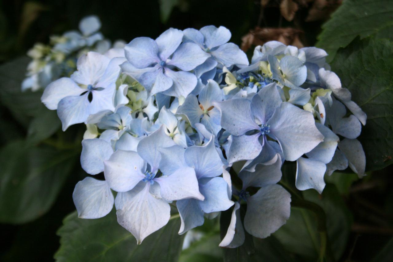 Hydrangea macrophylla 'Beauté Vendômoise'-7-