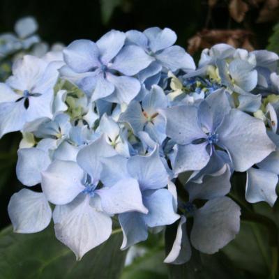 Hydrangea macrophylla 'Beauté Vendômoise'-7-