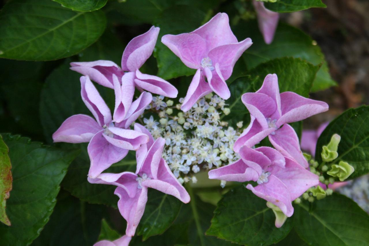 Hydrangea macrophylla 'Beijing'®-3-