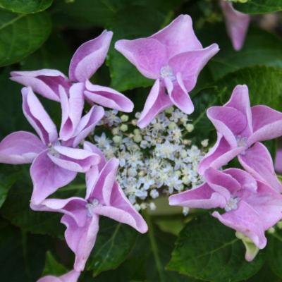 Hydrangea macrophylla 'Beijing'®-3-