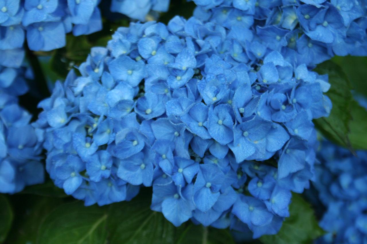 Hydrangea macrophylla 'Bela'-2-