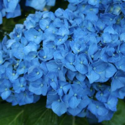 Hydrangea macrophylla 'Bela'-2-