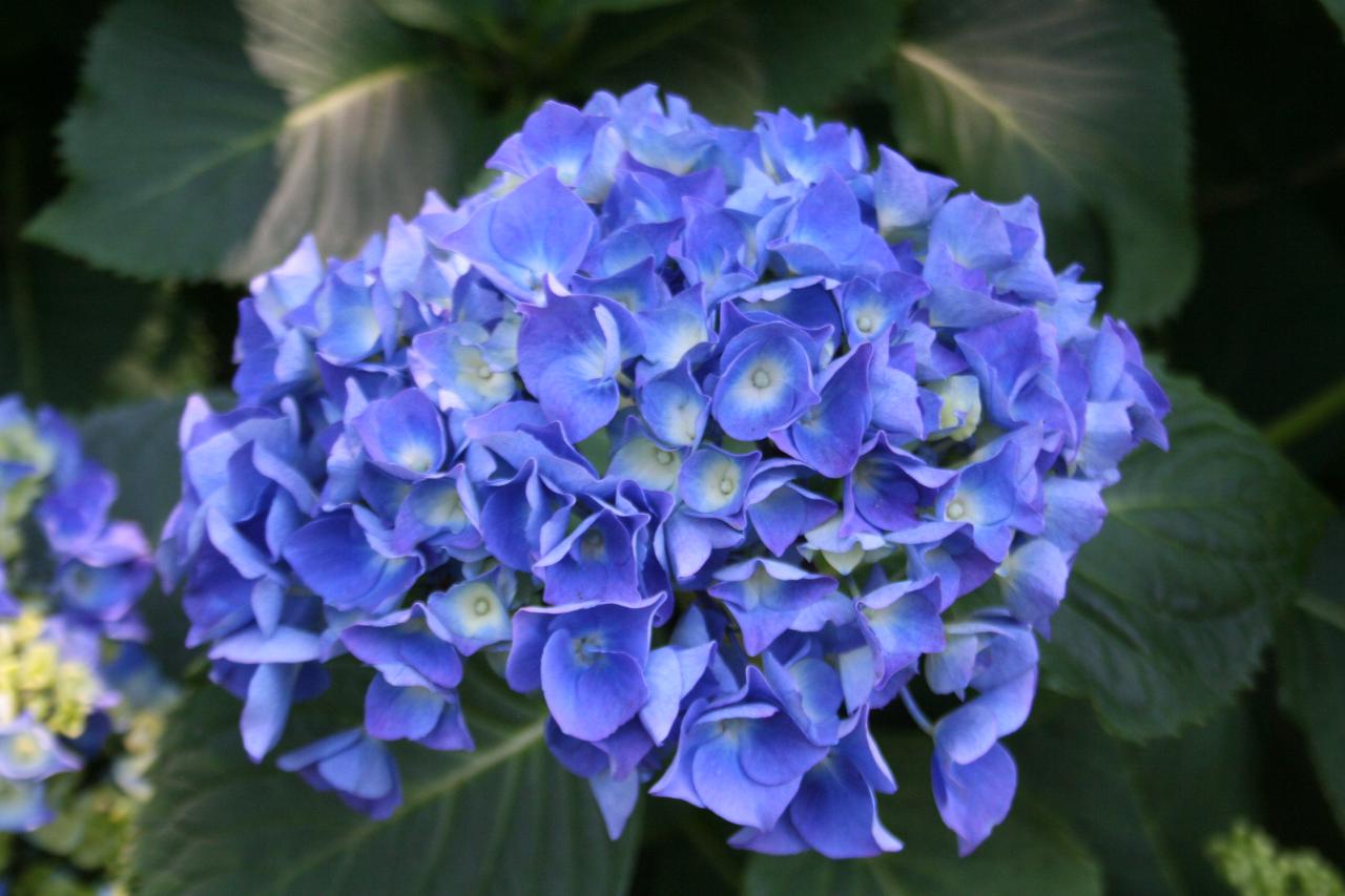 Hydrangea macrophylla 'Benelux'-5-