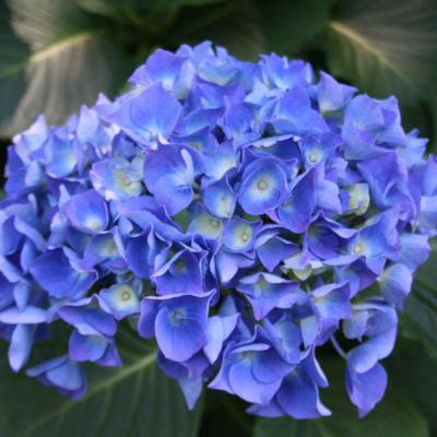 Hydrangea macrophylla 'Benelux'-5-