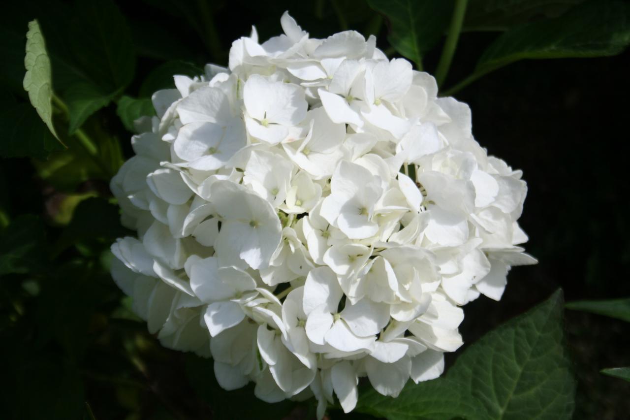 Hydrangea macrophylla 'Bianco'®