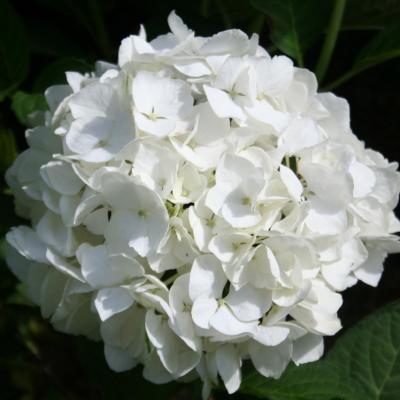 Hydrangea macrophylla 'Bianco'®