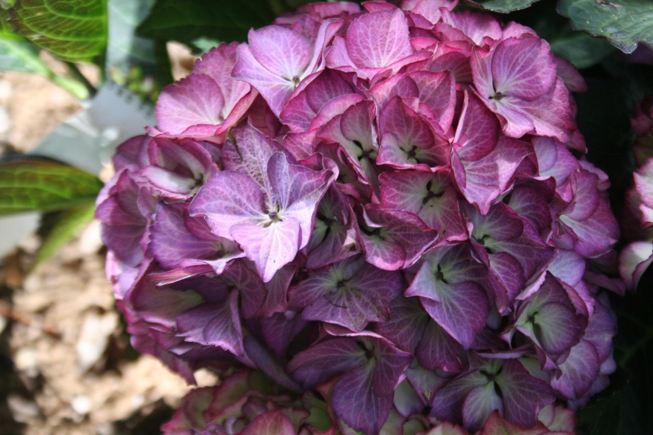 Hydrangea macrophylla BLACK DIAMONDS® 'Baroque Angel'-3-