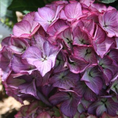 Hydrangea macrophylla BLACK DIAMONDS® 'Baroque Angel'-3-