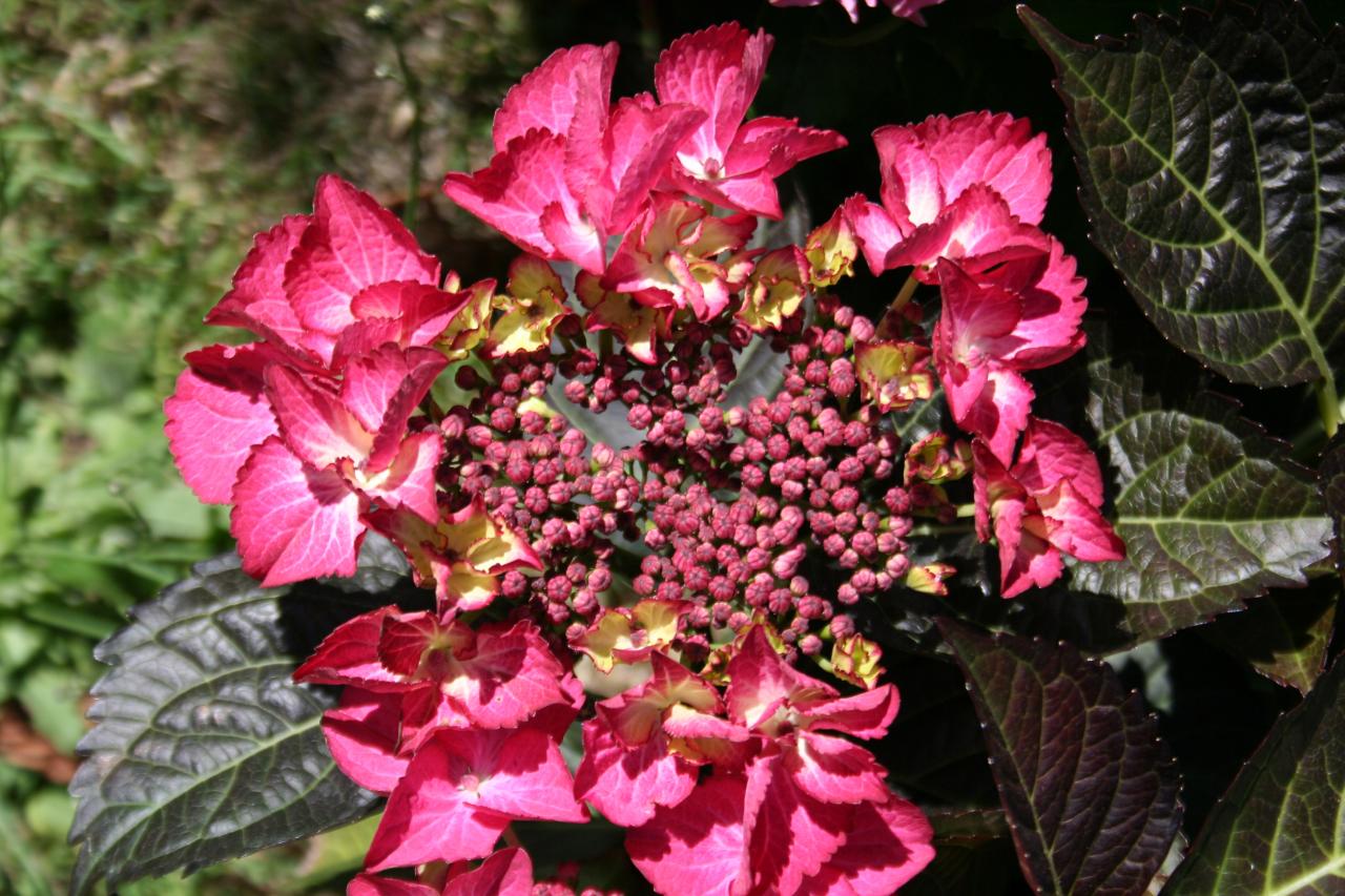 Hydrangea macrophylla BLACK DIAMONDS® 'Dark Angel'