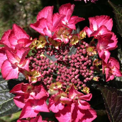 Hydrangea macrophylla BLACK DIAMONDS® 'Dark Angel'