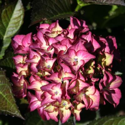 Hydrangea macrophylla BLACK DIAMONDS® 'Red Angel'-2-