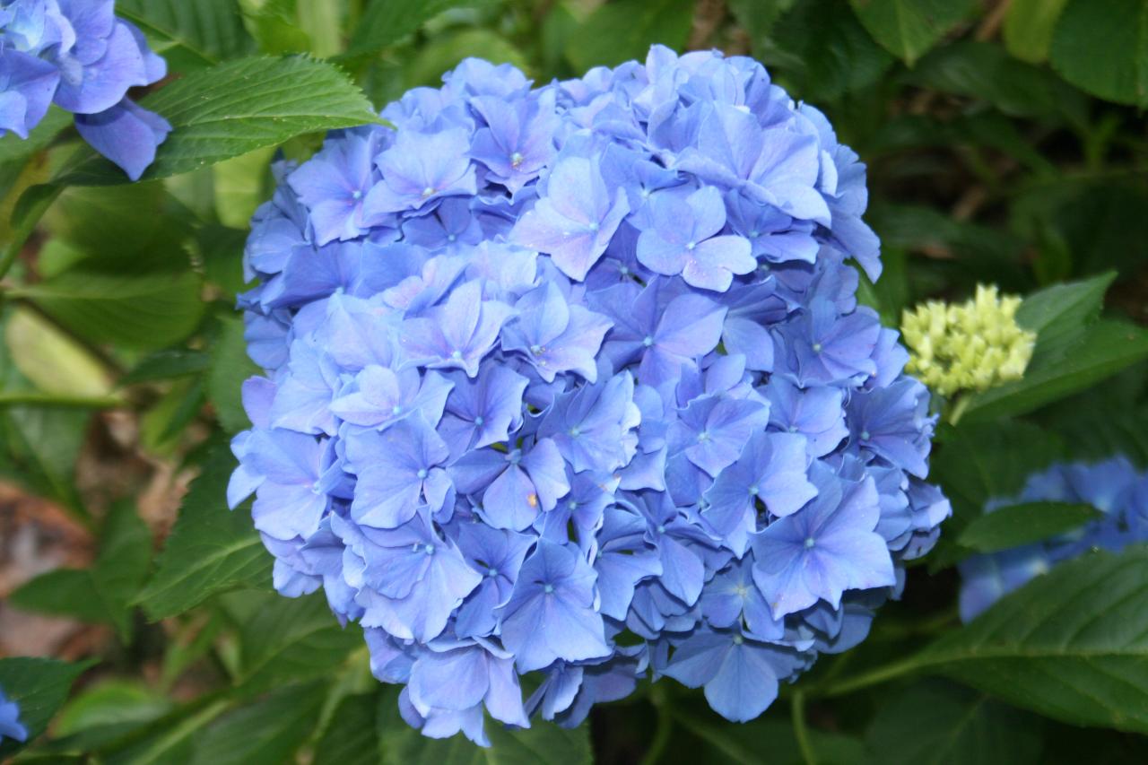 Hydrangea macrophylla 'Blauer Zwerg'-5-