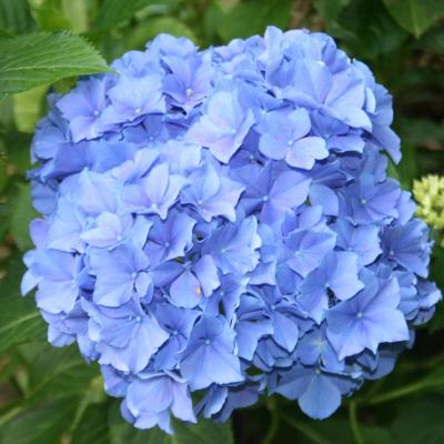 Hydrangea macrophylla 'Blauer Zwerg'-5-