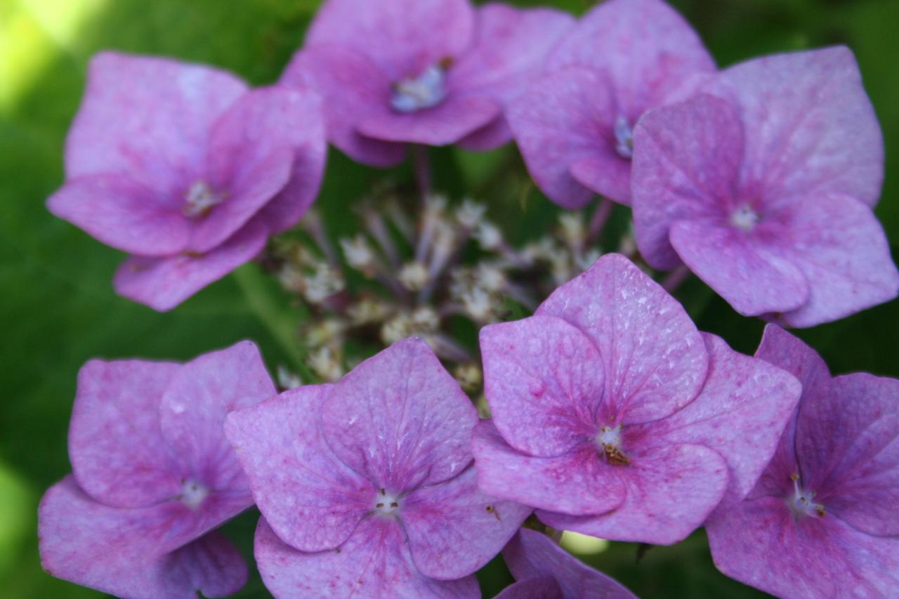 Hydrangea macrophylla 'Blaumeise'-4-