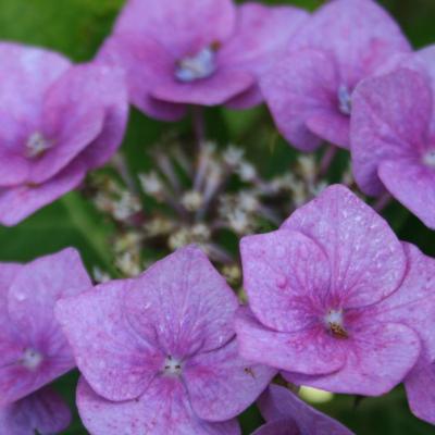 Hydrangea macrophylla 'Blaumeise'-4-