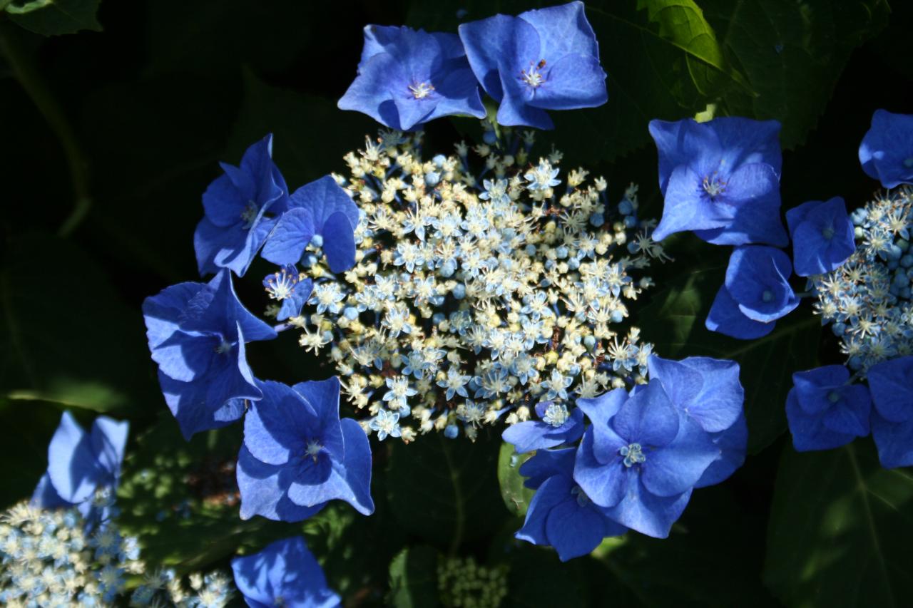 Hydrangea macrophylla 'Blue Sky'-4-