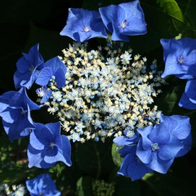 Hydrangea macrophylla 'Blue Sky'-4-