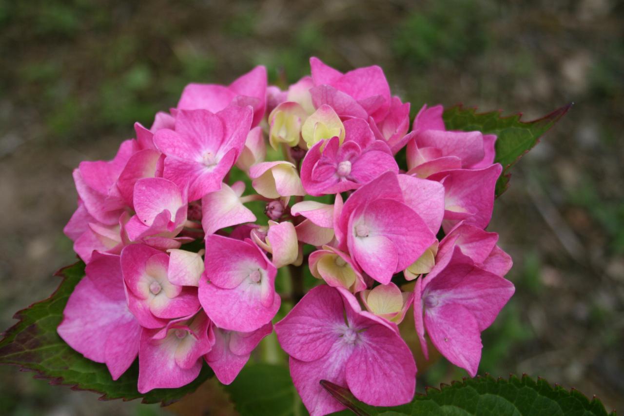 Hydrangea macrophylla 'Bodense'-7-