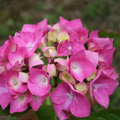 Hydrangea macrophylla 'Bodense'-7-