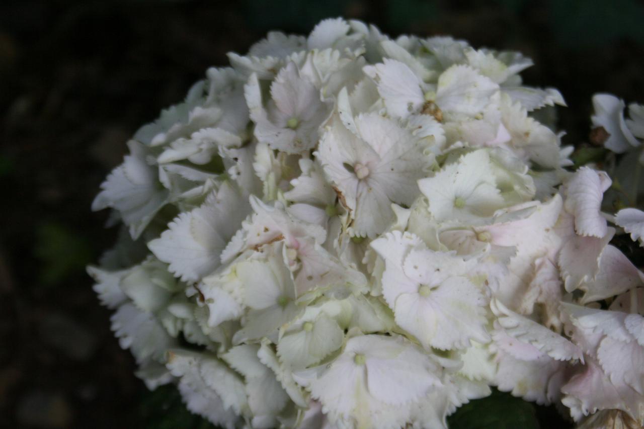 Hydrangea macrophylla BOXIAN®