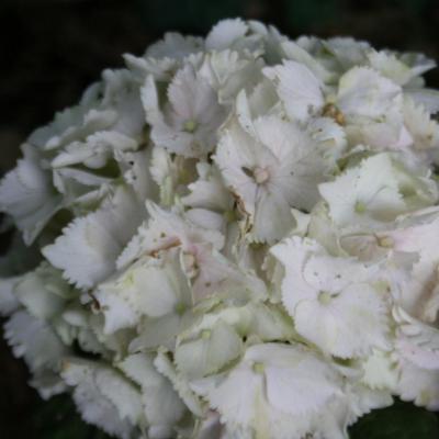 Hydrangea macrophylla BOXIAN®