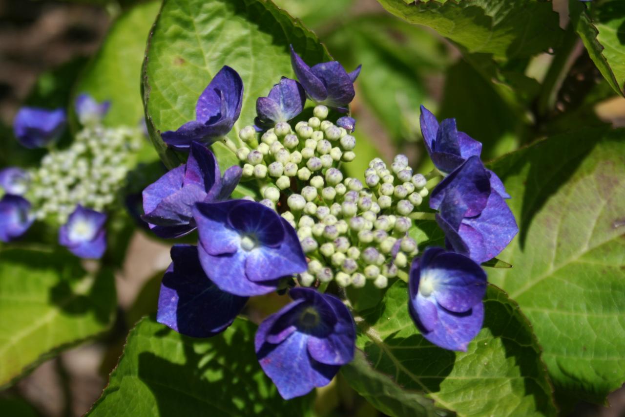 Hydrangea macrophylla 'Buchfink'