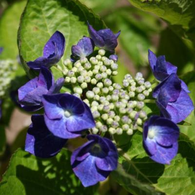 Hydrangea macrophylla 'Buchfink'