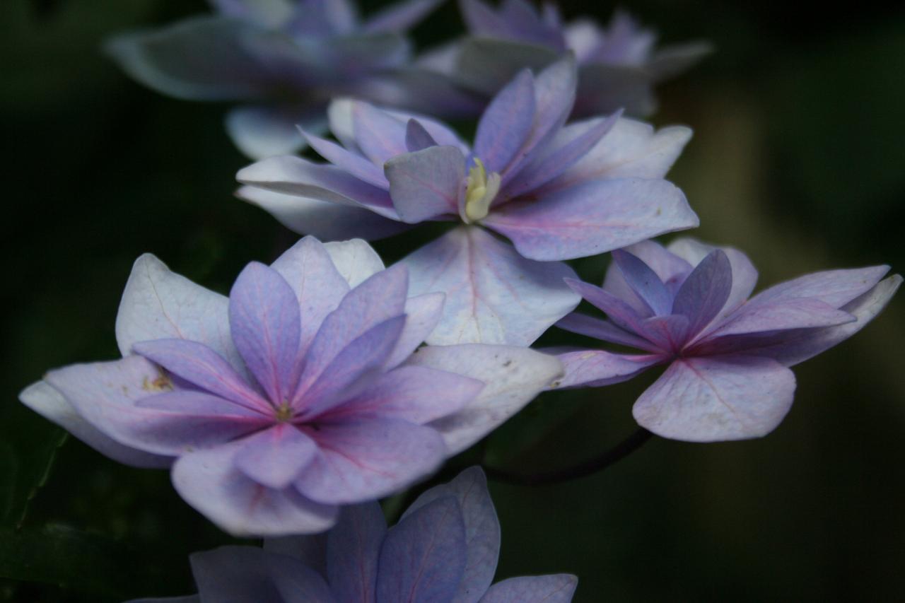 Hydrangea macrophylla 'Cassiopée'-10-