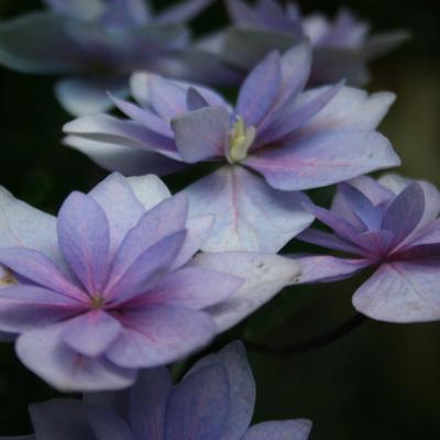 Hydrangea macrophylla 'Cassiopée'-10-