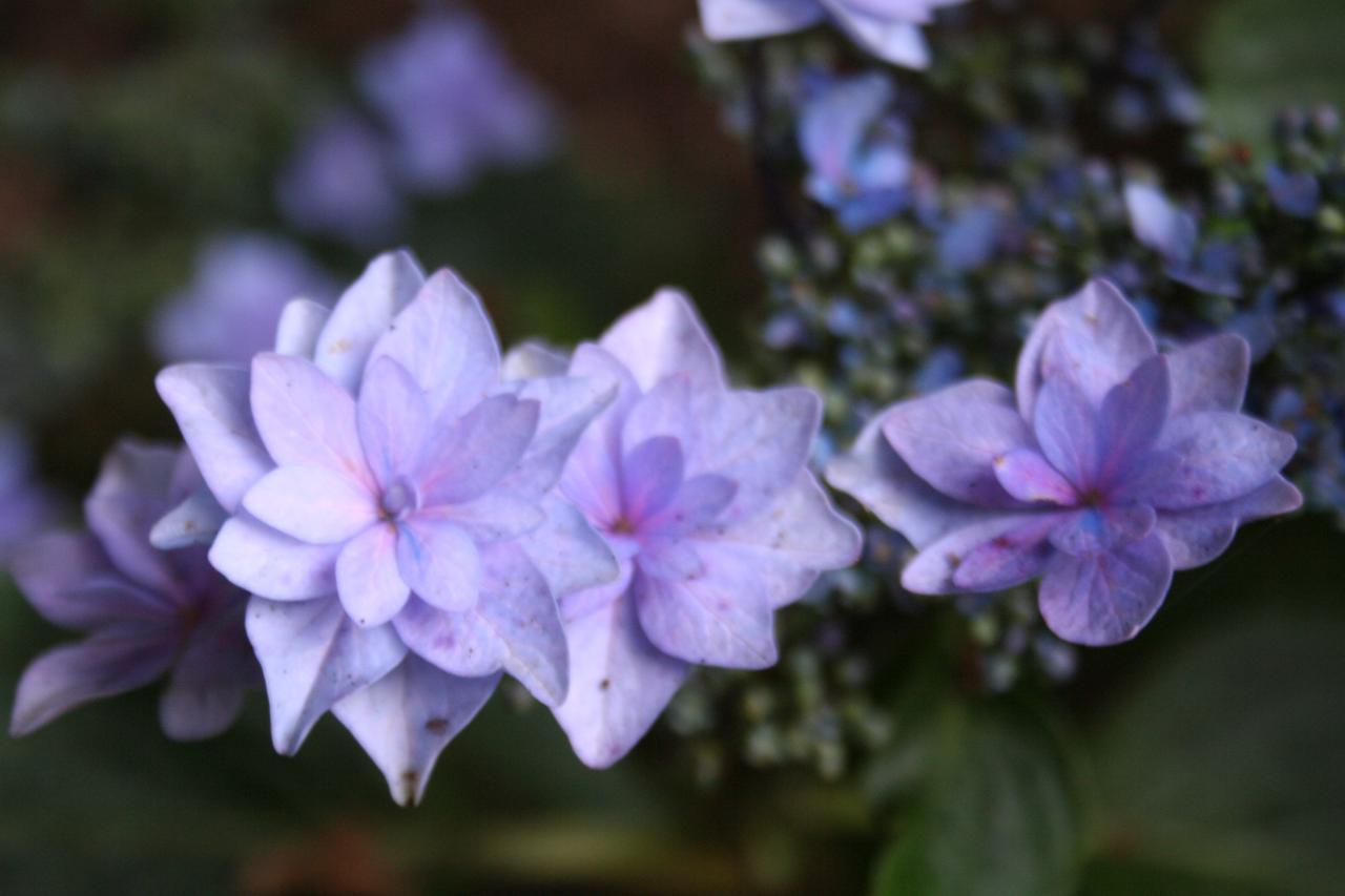 Hydrangea macrophylla 'Cassiopée'-4-