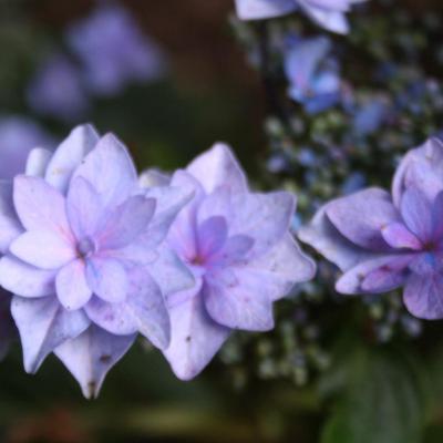 Hydrangea macrophylla 'Cassiopée'-4-