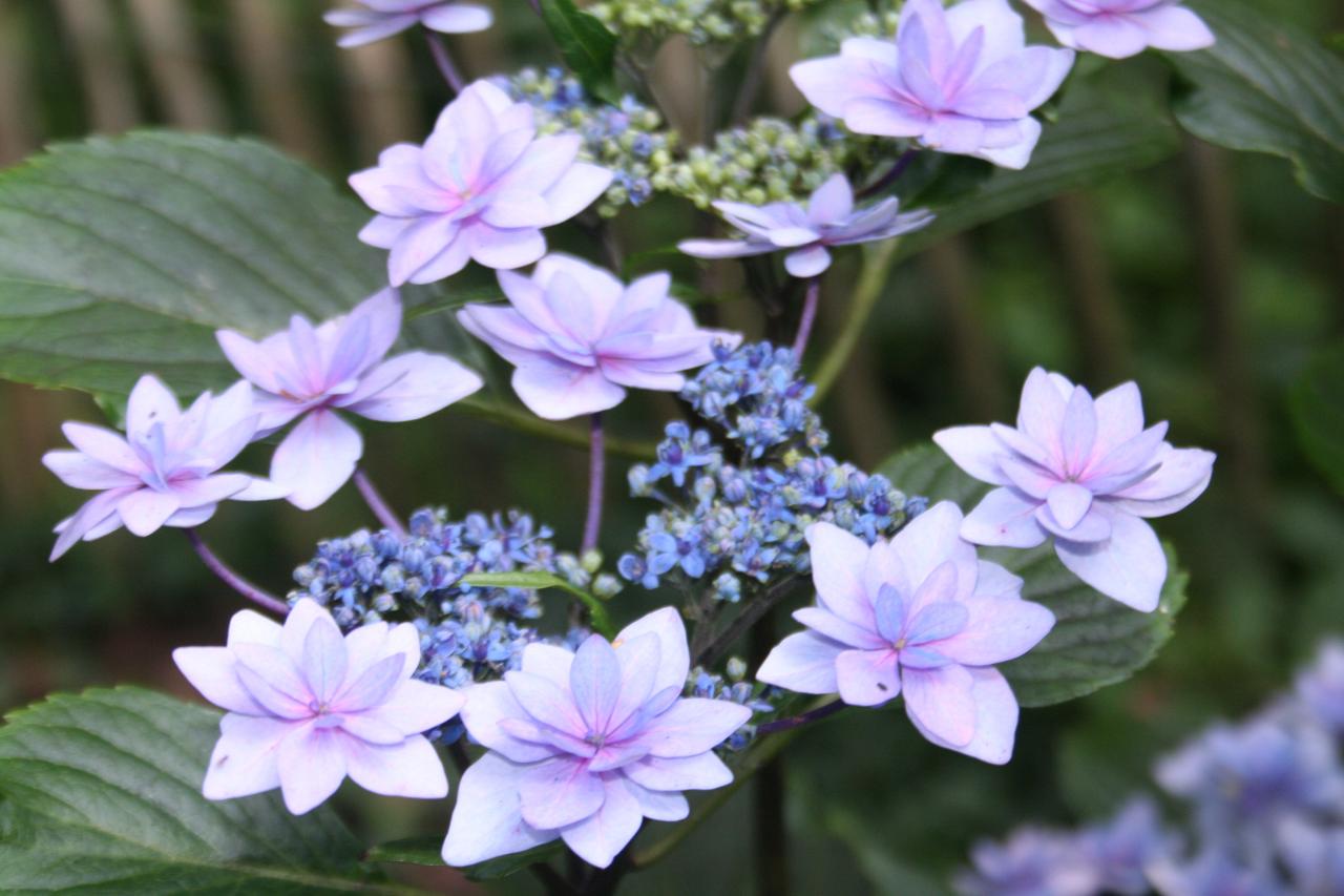 Hydrangea macrophylla 'Cassiopée'-7-