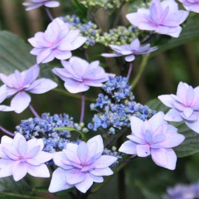 Hydrangea macrophylla 'Cassiopée'-7-