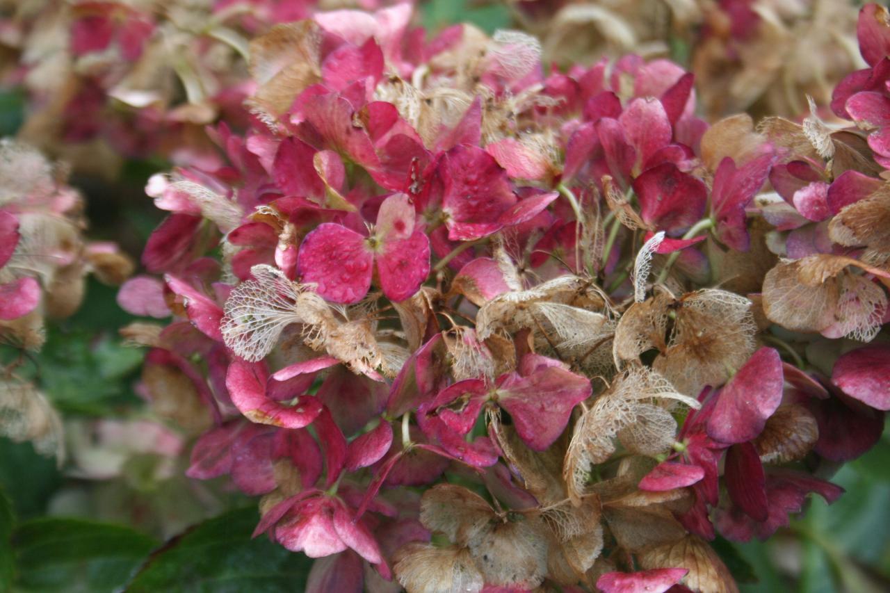 Hydrangea macrophylla 'Chaperon Rouge'-2-