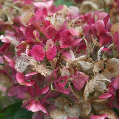 Hydrangea macrophylla 'Chaperon Rouge'-2-