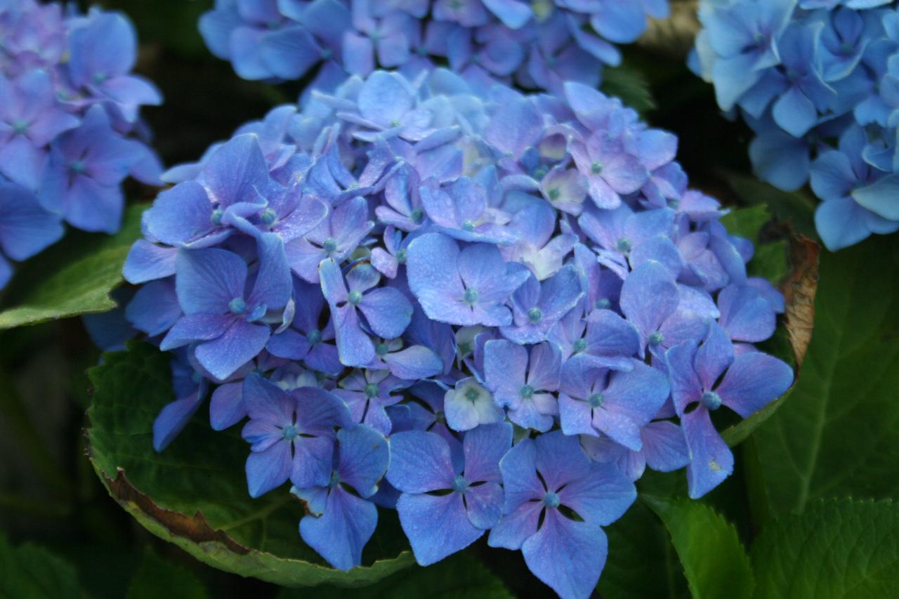 Hydrangea macrophylla 'Chaperon Rouge'-5-