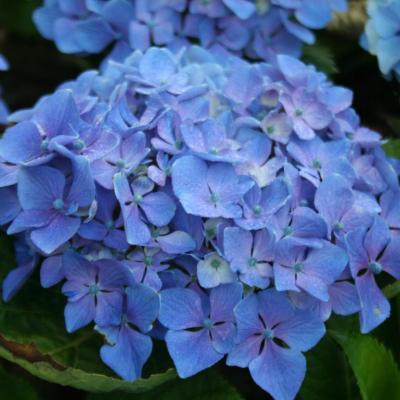 Hydrangea macrophylla 'Chaperon Rouge'-5-