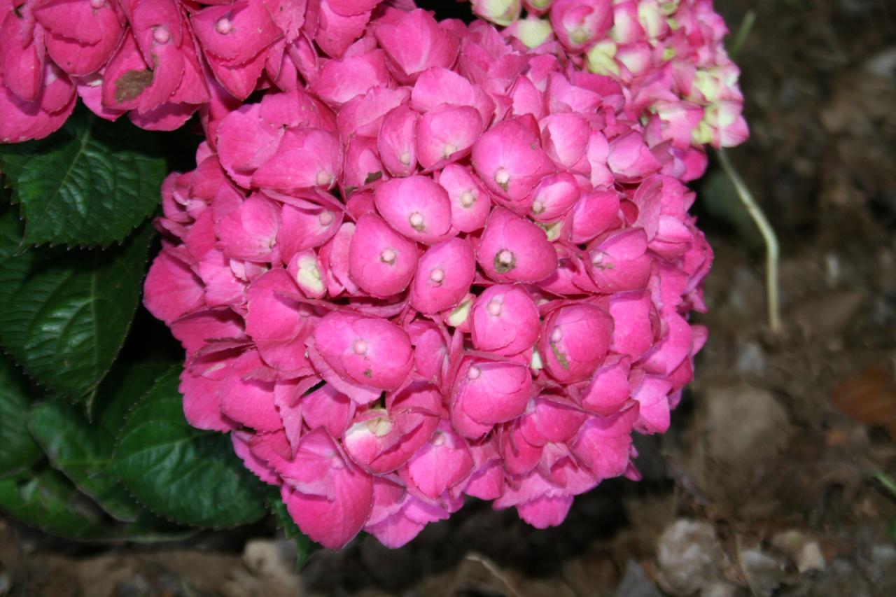 Hydrangea macrophylla DALIAN®-2-