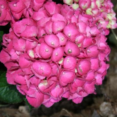 Hydrangea macrophylla DALIAN®-2-